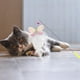 thumbnail image 3 of Juguete Interactivo Para Gatos Juguete Interactivo Con Plumas Para Gatos, 3 of 6
