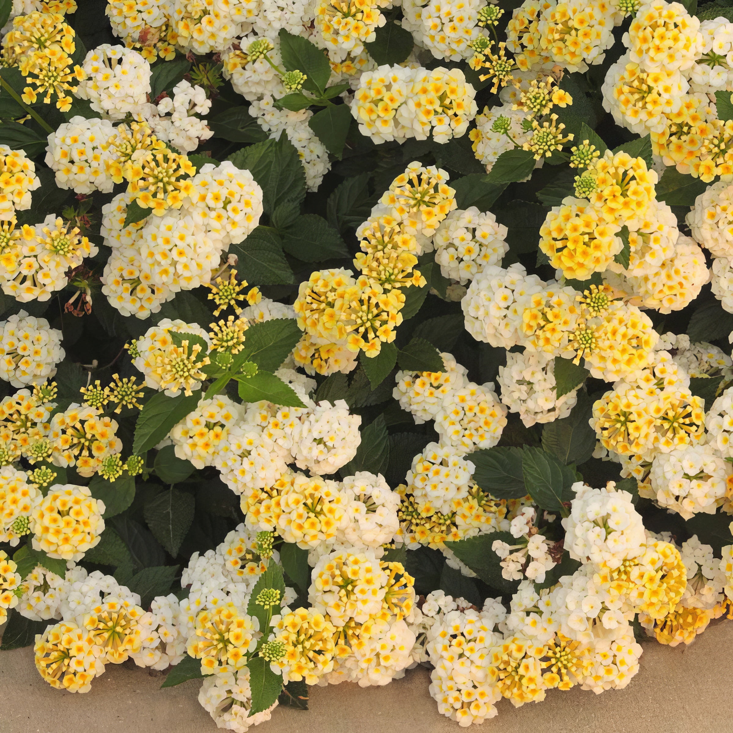 Live Annual 4" Lantana Lucky Lemon Glow (3-Pack) with Full Sunlight