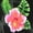 ALLOVER HIBISCUS, BLACK, variant on Men's Hawaiian Shirts Short Sleeve Button Down Shirt Men's Tropical Shirts Casual Vacation Summer Party Caribbean Shirts for Men Funny M Hibiscus Floral, Blue For Dad