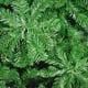 thumbnail image 3 of Arbol Navidad Artificial JARDIMEX Pino Verde Premium 2.10 m 210 cm 1580 ramas 110 cm, 3 of 5