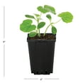 thumbnail image 5 of Expert Gardener 1PT Squash Live Edible Plant Sun 6-Pack, 5 of 6