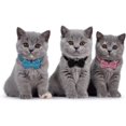 thumbnail image 3 of Collar antiestrangulamiento para gatos, collar ajustable para gatitos, collar para gatos con cascabel y pajarita para gatitos, gatos y cachorros, 3 colores, 3 of 5