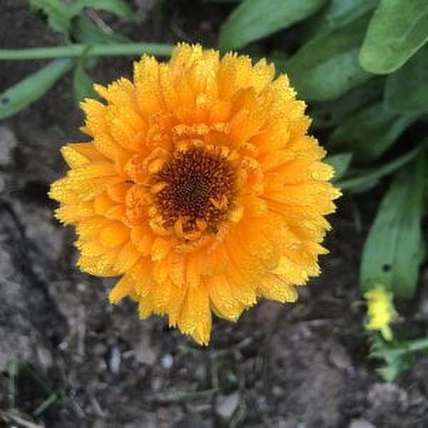 21+ Calendula Plants For Sale
