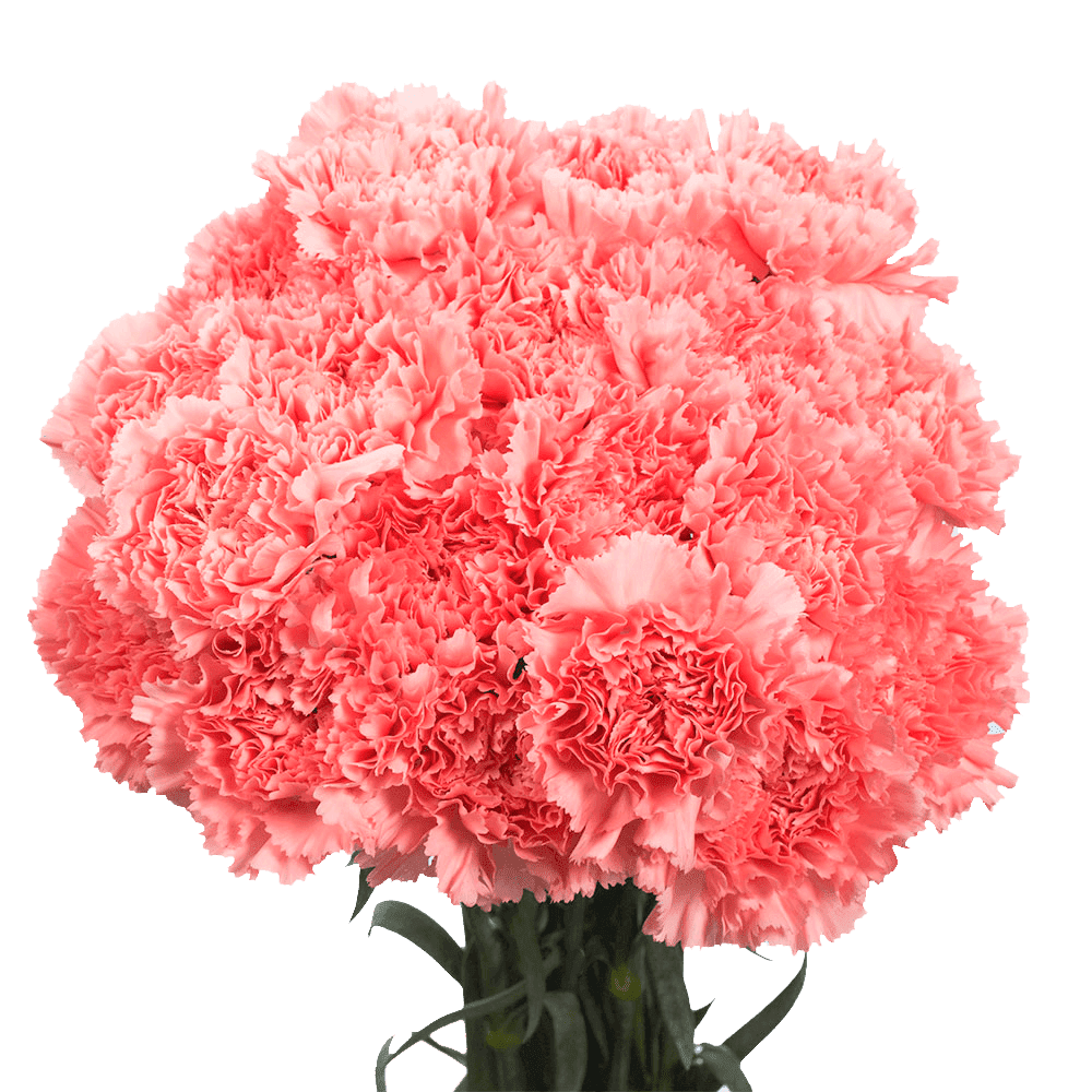 100 Stems of Pink Carnations