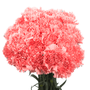 100 Stems of Pink Carnations