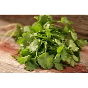 Proven Winners 4-Pack, 4.25 in. Eco+Grande, Slo-Bolting Cilantro, Live Plant, Herb