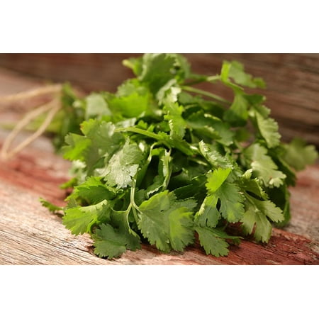 Proven Winners 4-Pack, 4.25 in. Eco+Grande, Slo-Bolting Cilantro, Live Plant, Herb