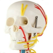 Anatomy Lab Durable Miniature 35 Skeleton with Nerves, Veins and Arteries