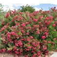 thumbnail image 6 of Oleander Calypso  2 Extra Large 3 Gallon Plants  Nerium Oleander  Hardy Perennial  Vibrant Pink Blooms, 6 of 7