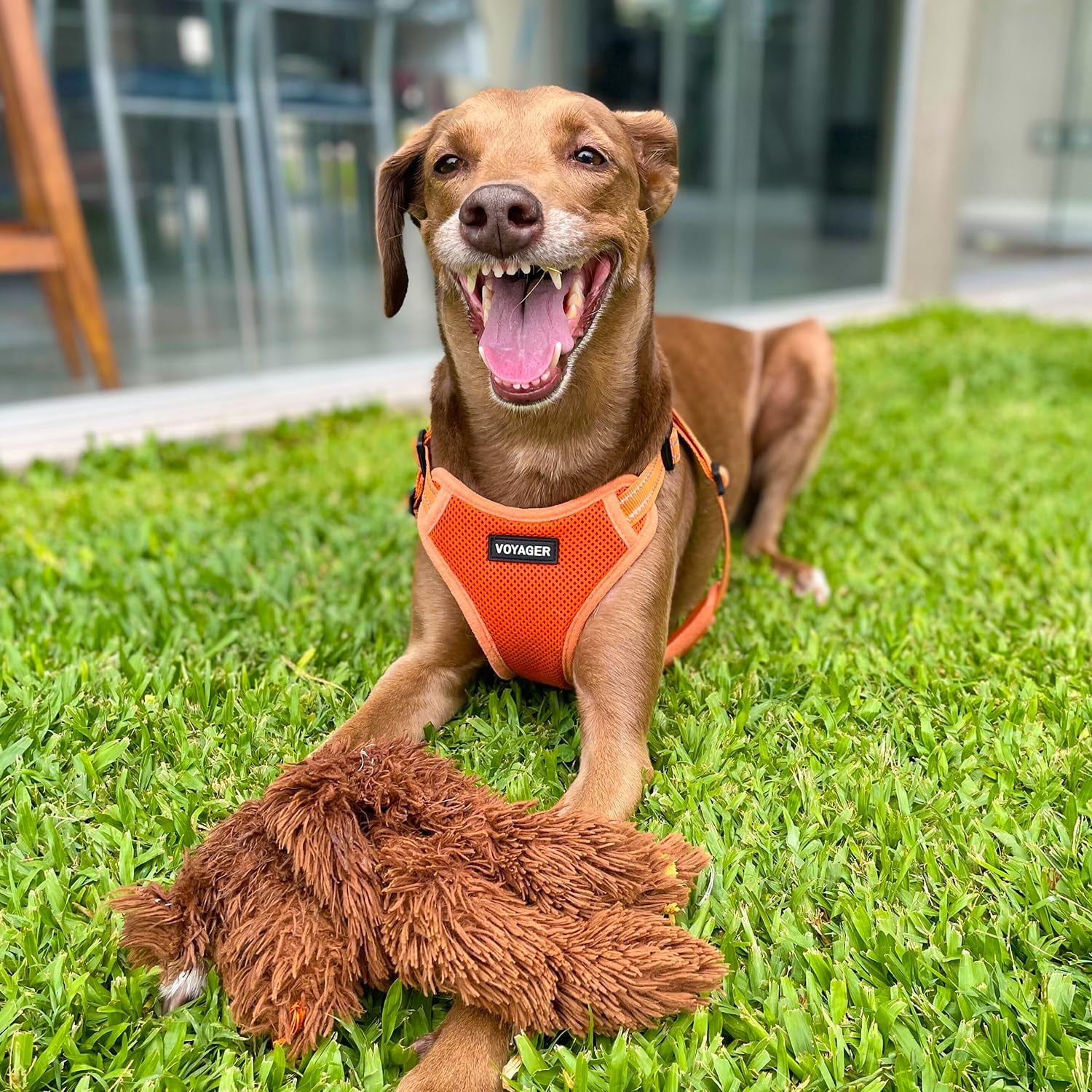Best Pet Supplies Voyager Step-In Flex Adjustable Mesh Dog Harness