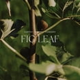 thumbnail image 3 of Difusor Home Ambiance Antica Farmacista Fig Leaf 250 ml, 3 of 7