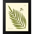 thumbnail image 2 of Vision Studio 15x18 Black Modern Framed Museum Art Print Titled - Antique Fern I, 2 of 5