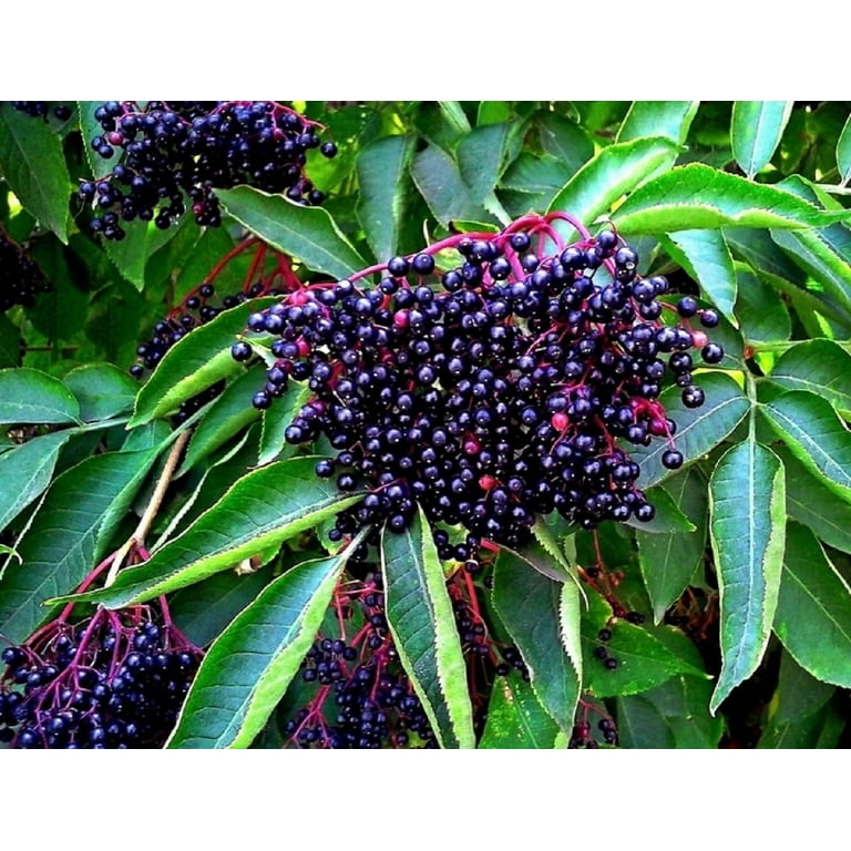 American Elderberry Seeds - 500 Seeds to Plant - Sambucus Canadensis - Non-GMO Seeds, Grown and Shipped from Iowa. Made in USA