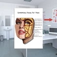 thumbnail image 2 of Clearance! Poster for Teaching Body Structure Anatomy At the Vein and Artery Aesthetics Training Institute, 2 of 3
