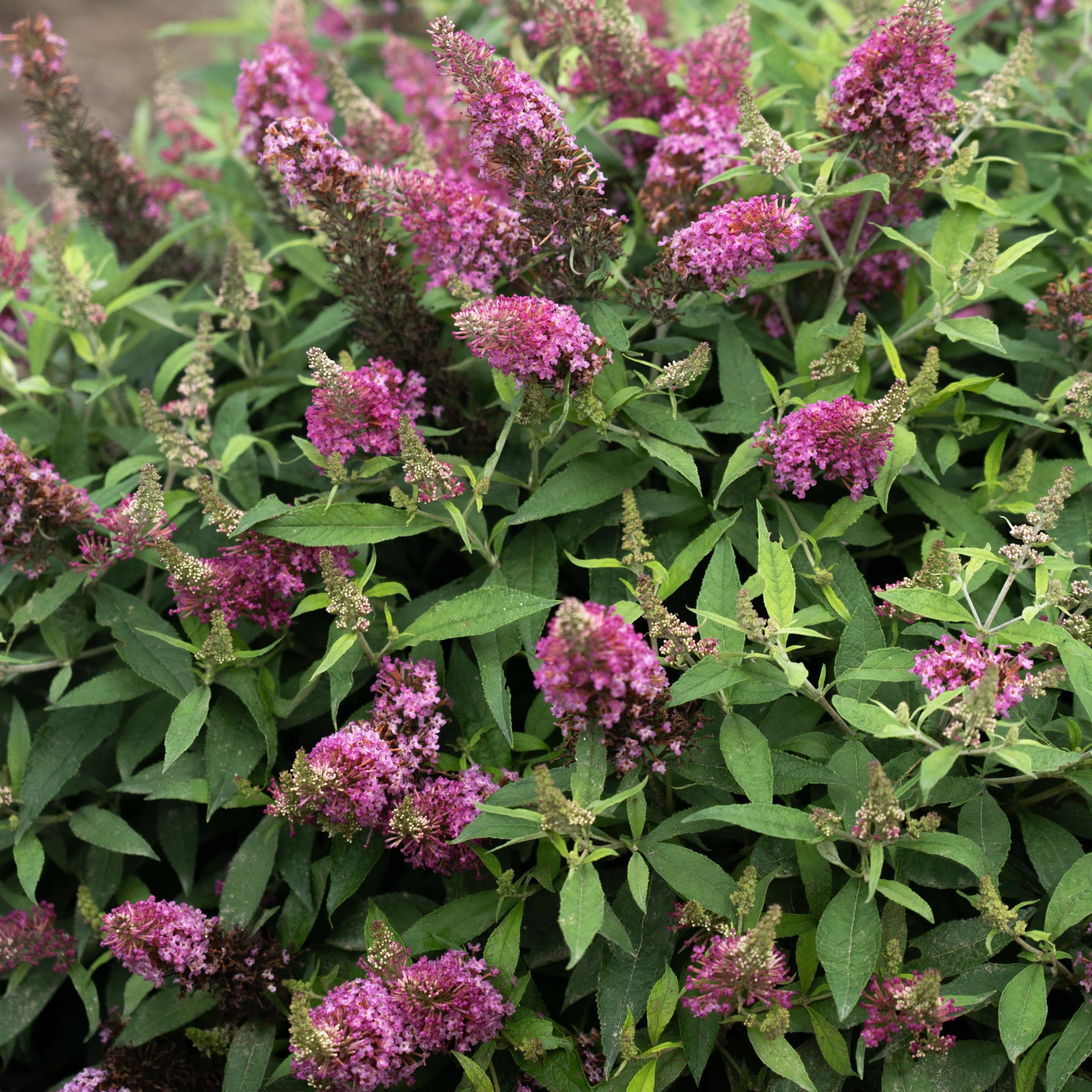 4 in. Buddleia Dapper Pink Live Shrub with Pink Flowers (3-Pack)