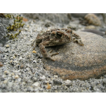 Sand Frog - Canvas Print Toad Sand Camouflage Wildlife Amphibian Bc Frog Stretched Canvas 10 x 14