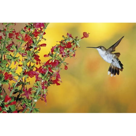 Ruby-Throated Hummingbird Female on Lady-In-Red Salvia, Shelby County, Illinois Print Wall Art By Richard and Susan