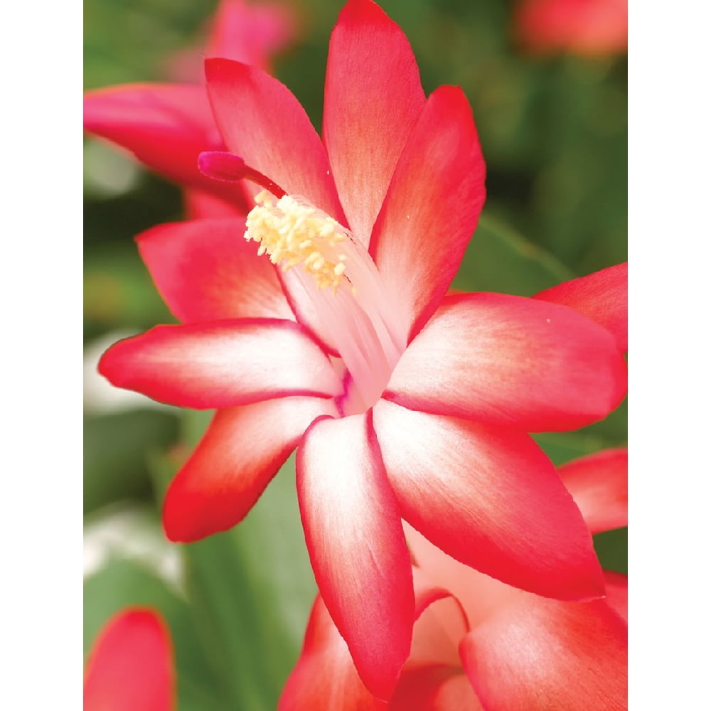 SUPER SALE Caribbean Dancer Christmas Cactus Plant