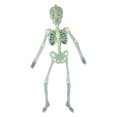 thumbnail image 1 of Esqueleto de Halloween Esqueleto luminoso que brilla en la oscuridad para accesorios de decoración de fiesta de Halloween, 1 of 5