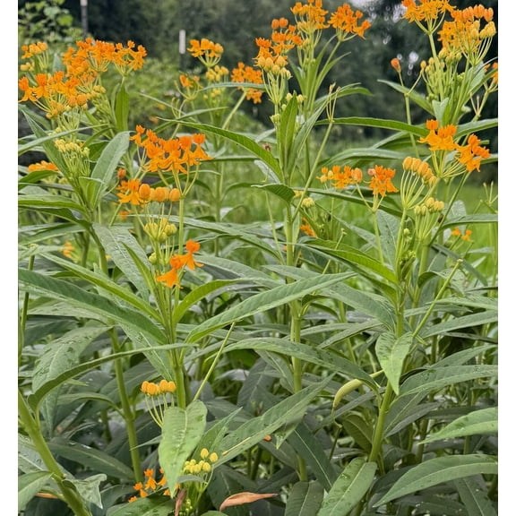 Silky Gold Tropical Milkweed Butterfly Weed Milkweed Asclepias curassavica Premium Seed Packet Monarch