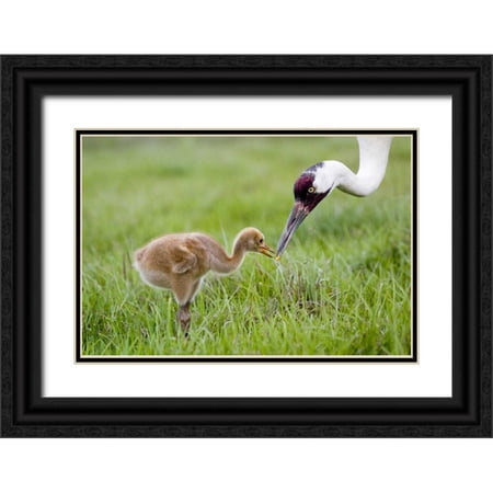 Williams, Joanne 32x23 Black Ornate Wood Framed with Double Matting Museum Art Print Titled - FL, Lake Kissimmee Whooping crane feeds chick