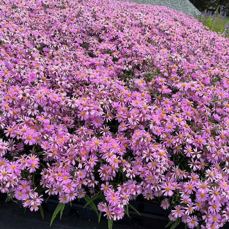 Aster 'Wood's Pink' -Live Starter Plant