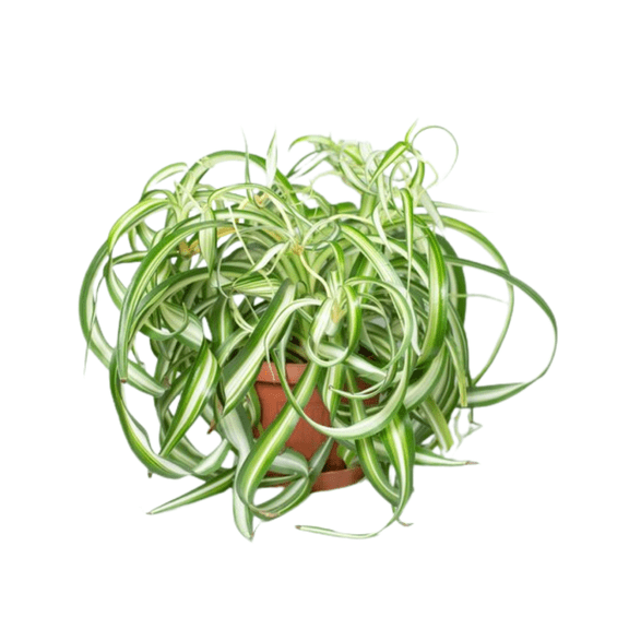 Curly Spider Plant in 2 Inches Pot, Variegated Curly Foliage, Curly Spider Plant Live for Indoor Growing
