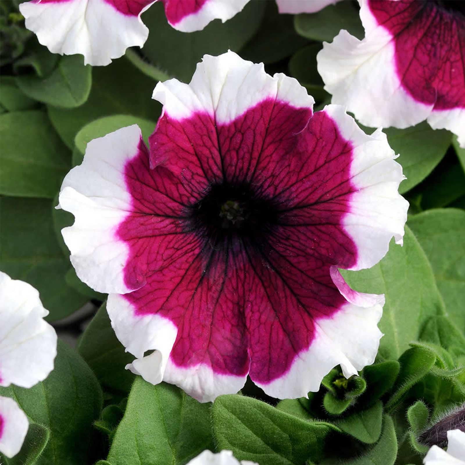 LONG LASTING ANNUAL ANNUAL STAR RED PETUNIA FLOWER SEEDS 30 