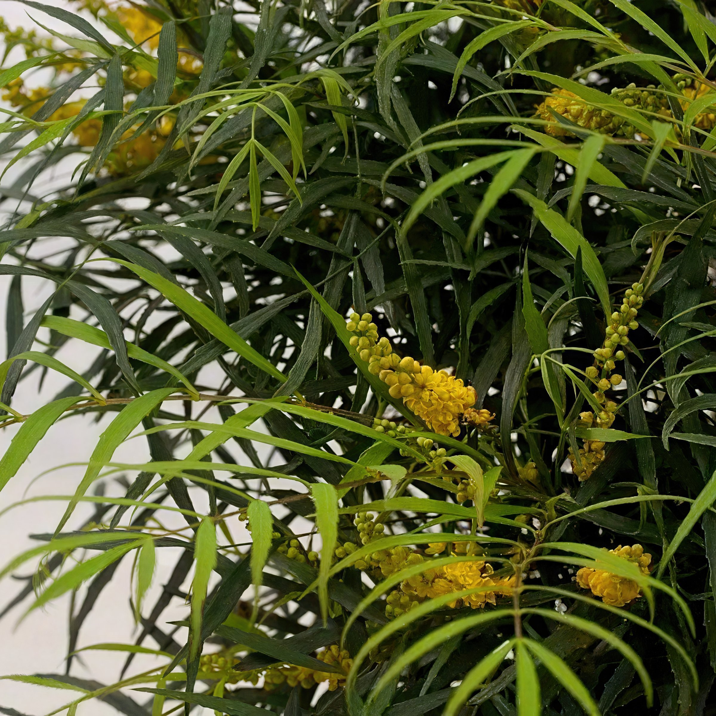 3 gal. Mahonia Soft Caress