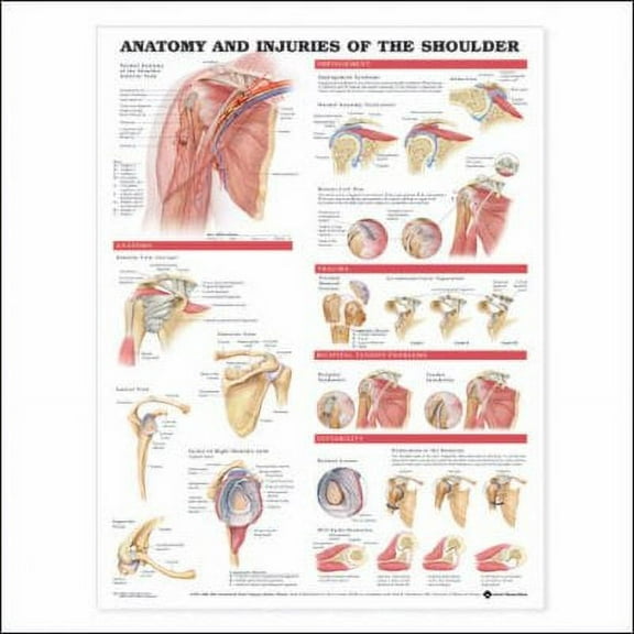 Anatomical Chart Injuries of the Shoulder Wall Chart, Multicolor