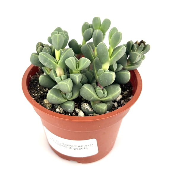 Corpuscularia Lehmannii Succulents, Green with Yellow Flowers, 4 Inch Pot, Live Indoor/Outdoor Plant