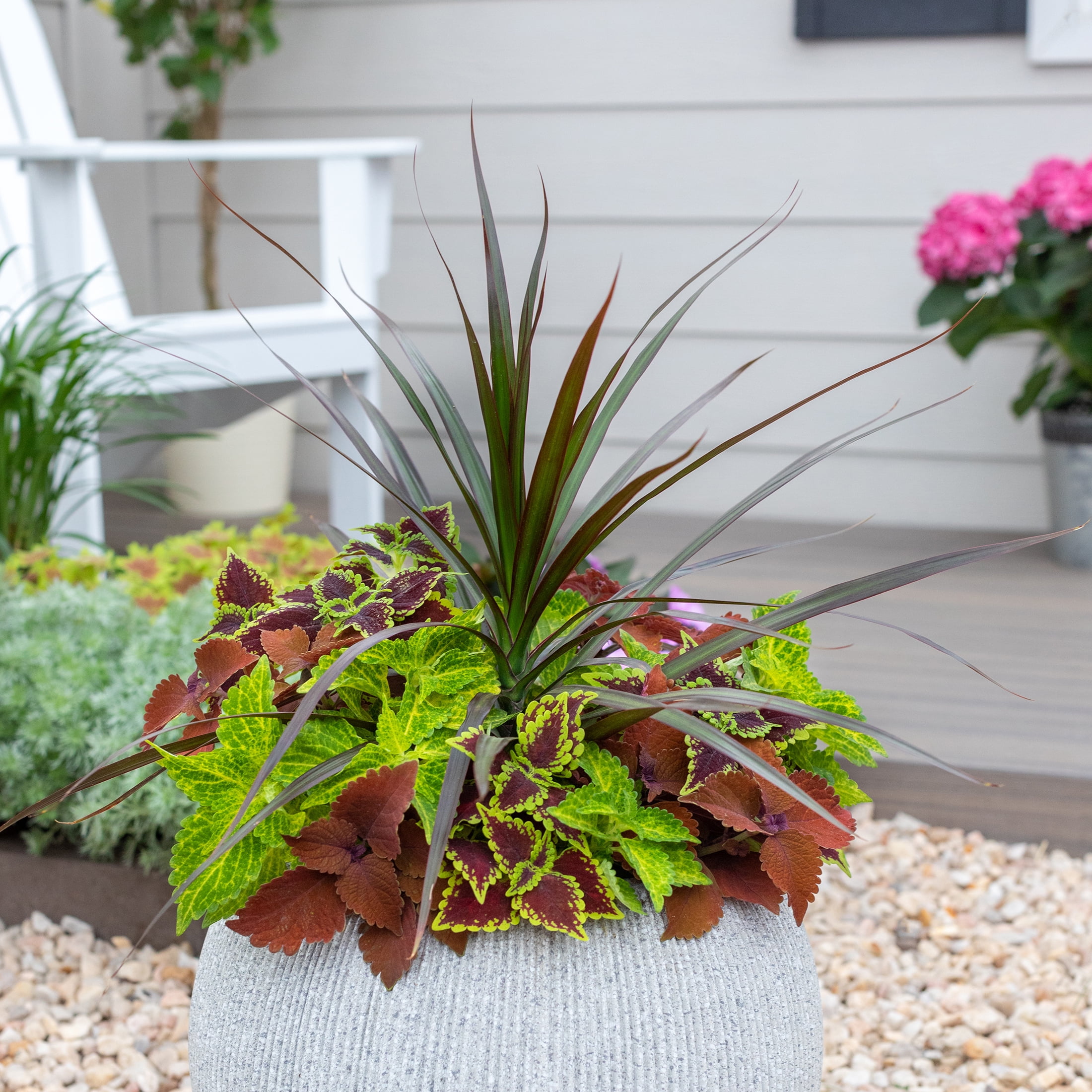 Expert Gardener 1PT Green Dracaena Live Annual Plant Shade