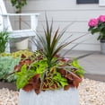 thumbnail image 5 of Expert Gardener 1PT Green Dracaena Live Annual Plant Shade, 5 of 7