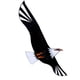 thumbnail image 1 of Cometa de águila Sunnimix 3D cometas realista 200x98cm para adultos, 1 of 8