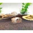 thumbnail image 5 of 2 Live Crabs Ship with Order+Large Hermit Crab Tank 12"x8"x6" Starter Kit with Accessories: Food, Shells, Climbing Toys and More, 5 of 5