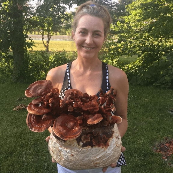 Mushroom Man LLC Reishi Mushroom Growing Kit Reishi Mushroom with Easy Indoor Growing