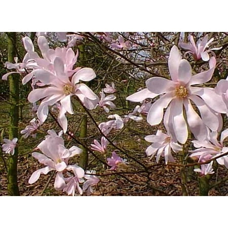 Outdoor Bonsai Tree - Leonard Messel Magnolia Tree - 4