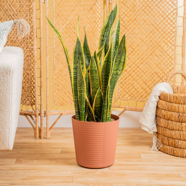 Plants with Benefits by Costa Farms 24
