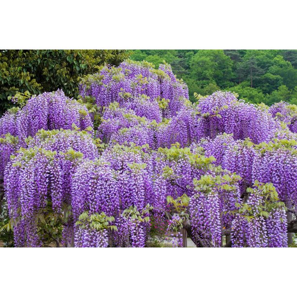Seed Pack Wisteria 5 Seeds fragrant Purple vine sun or shade