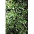 thumbnail image 3 of Moso of the North Bamboo - Phyllostachys kwangsiensis - 4" Pot, 3 of 4