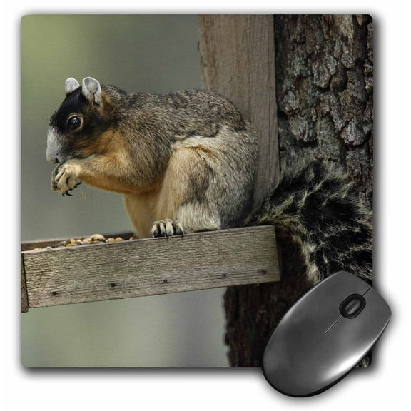 3dRose, Shermans fox squirrel, Central Florida - US10 MPR0331 - Maresa Pryor, MousePad