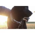thumbnail image 5 of 1 juego de collares y correas para perros y gatos a cuadros azules con lazos. Collares ajustables para perros. Ideales para fiestas y bodas. Talla XL., 5 of 5