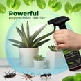 thumbnail image 2 of Paddsun Peppermint Oil Insect Traps Spray – Indoor & Outdoor Bug Control for Spiders Ants and More – Plant-Based Extra-Strong Formula - 16 oz, 2 of 6