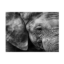 Trademark Fine Art Helena GARCIA HUERTAS Elephant Skin Canvas Wall Art