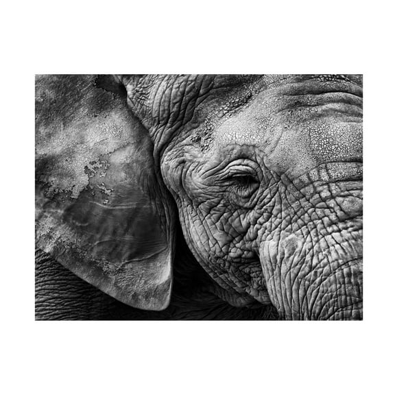Trademark Fine Art Helena GARCIA HUERTAS Elephant Skin Canvas Wall Art