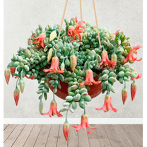 25 Cotyledon Pendens Seeds for Planting, Cliff Cotyledon Seeds Rare Succulent