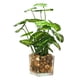 thumbnail image 1 of Laklulu Plantas verdes artificiales en escritorio y frasco de vidrio transparente, 1 of 5