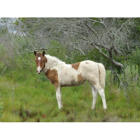 - Peel-n-Stick Poster of Pony Feral Yearling Grazing Wild Pony Poster 24x16 Adhesive Sticker Poster Print