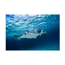 Trademark Fine Art Barathieu Gabriel Manta Ray Canvas Wall Art - 16x24
