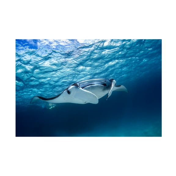 Trademark Fine Art Barathieu Gabriel Manta Ray Canvas Wall Art - 16x24